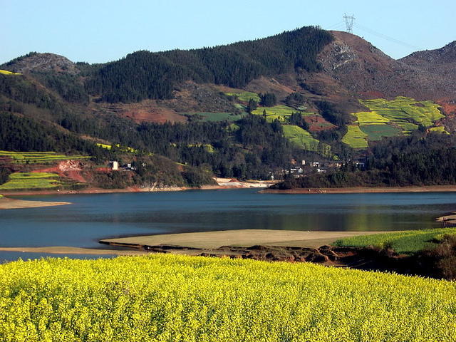 走进春天走进桃花盛开的地方,云南罗平金色花海之旅