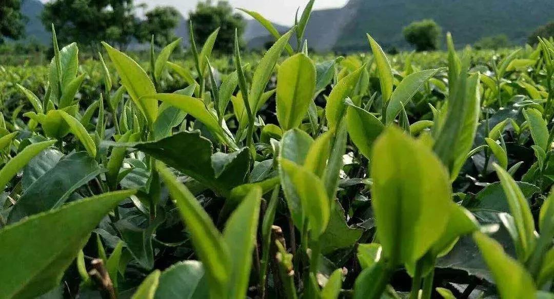 广东艾叶治脚气的特效药,专治脚气的草药是什么