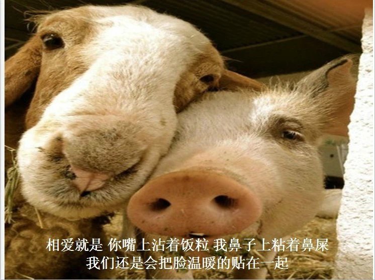 我只想说声爱你,只想再爱你一次