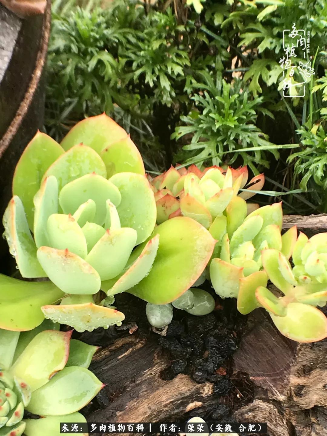 入秋后多肉是露养好还是室内养好,入夏后露养的多肉要搬进室内吗