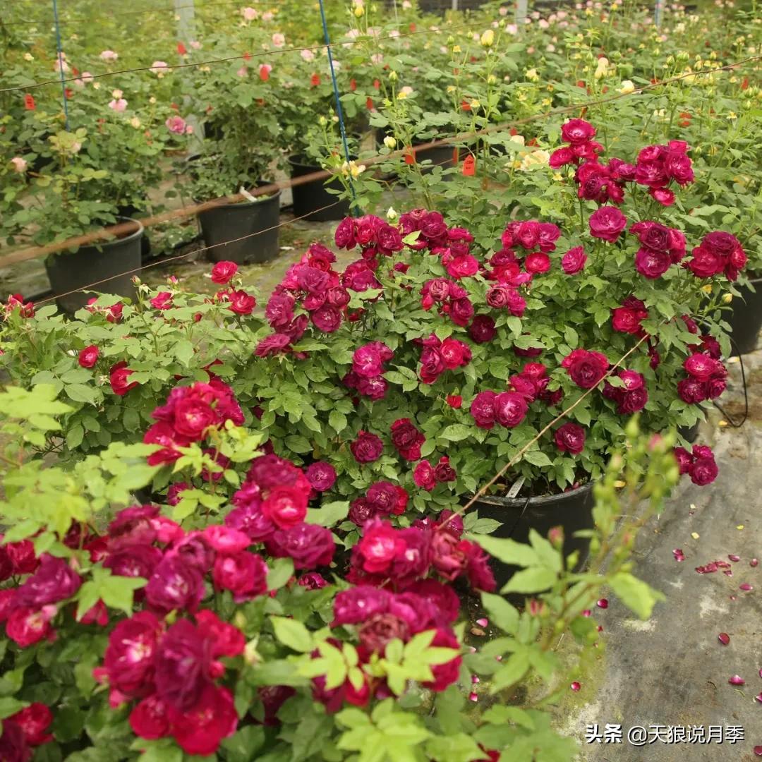 不容易，天狼自育终于打折了！空蒙只要50不到！