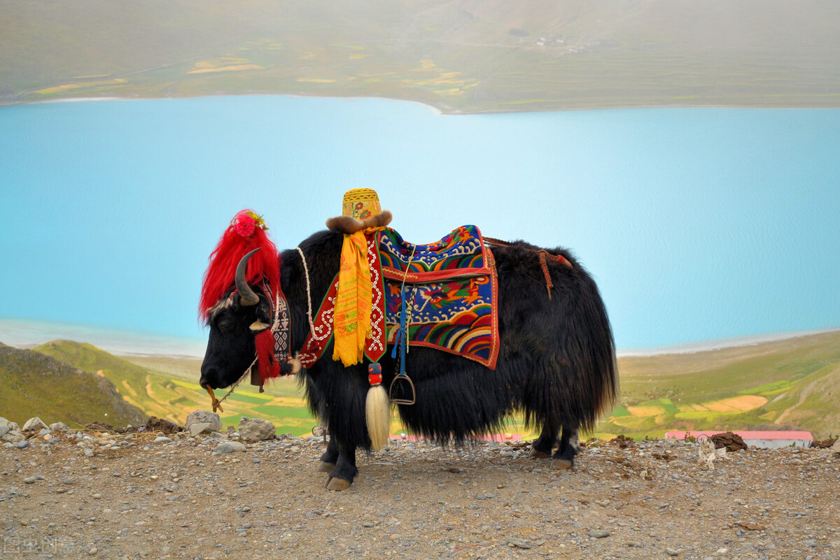 拉萨师专教师收入,西藏市直高中教师工资待遇