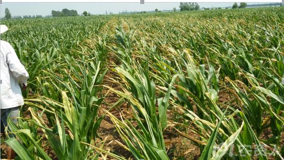 河南适合种植高产玉米,玉米高产高效种植技术