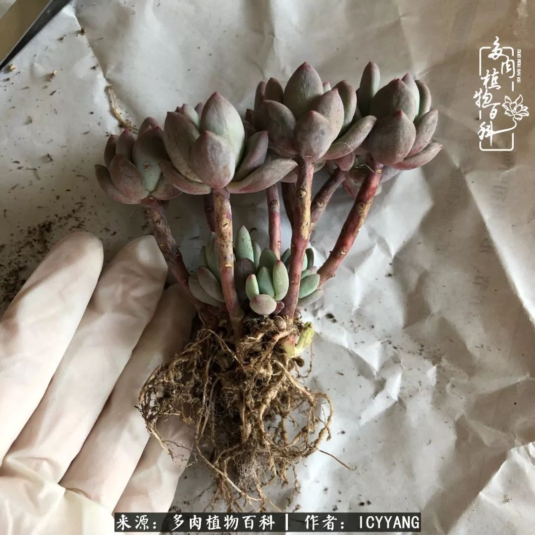 室内阳台多肉的养护方法,景天多肉养护