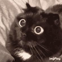 猫咪眼睛不同形态,猫咪的眼睛为什么有各种颜色