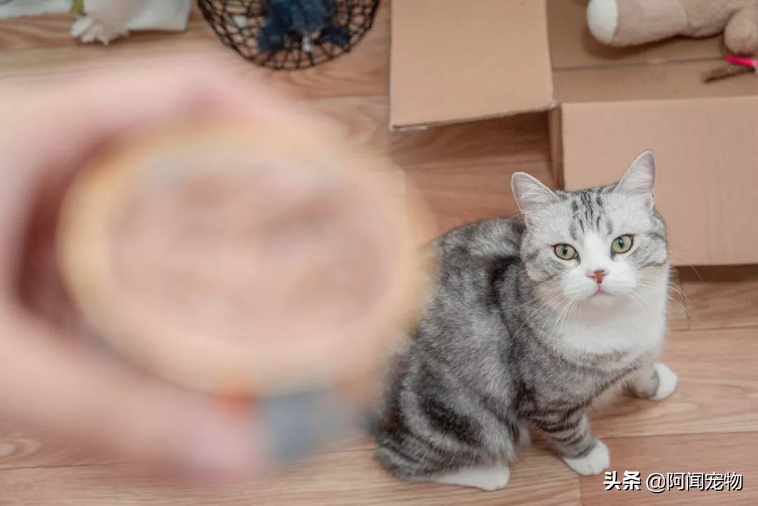 看完猫你还想养吗,养猫咪怎么最省钱也能吃好
