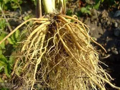 春季药材养护知多少？交易中心立体智能云仓为药材质量保驾护航