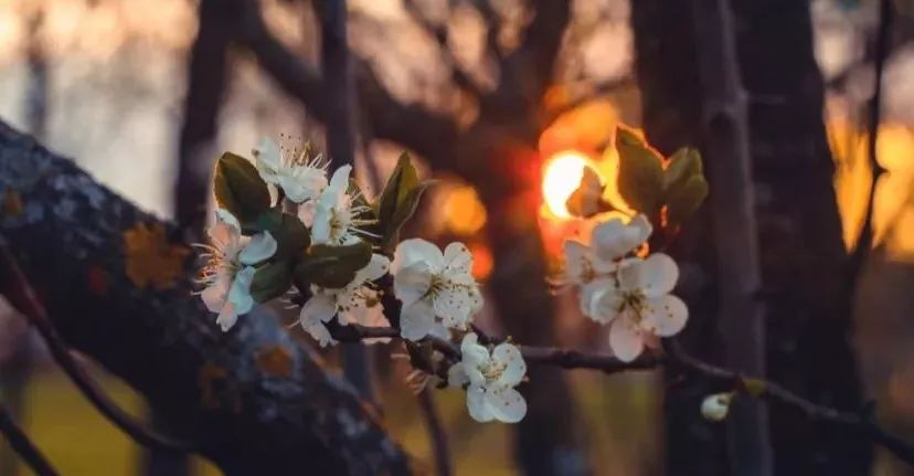 七情六欲最诗意的回答,请问你对七情六欲怎么理解的