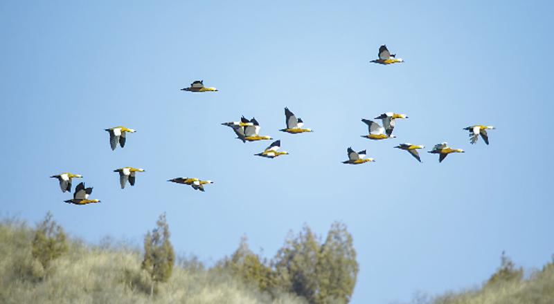 林草科普视频,林草科普