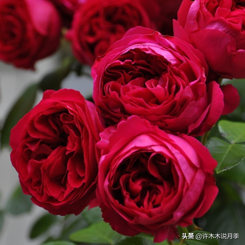 买到假月季苗怎么办,怎样网购月季不受骗