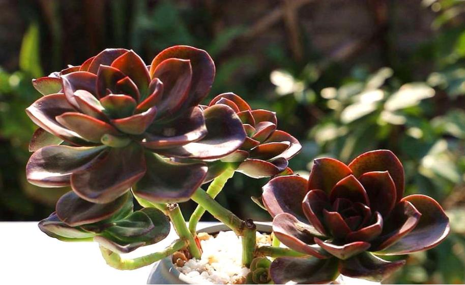 多肉淋雨徒长了怎么办,多肉梅雨季节发霉