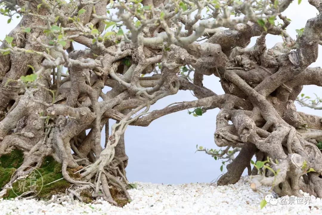 根艺盆景大全欣赏,文人根艺盆景精品大全图