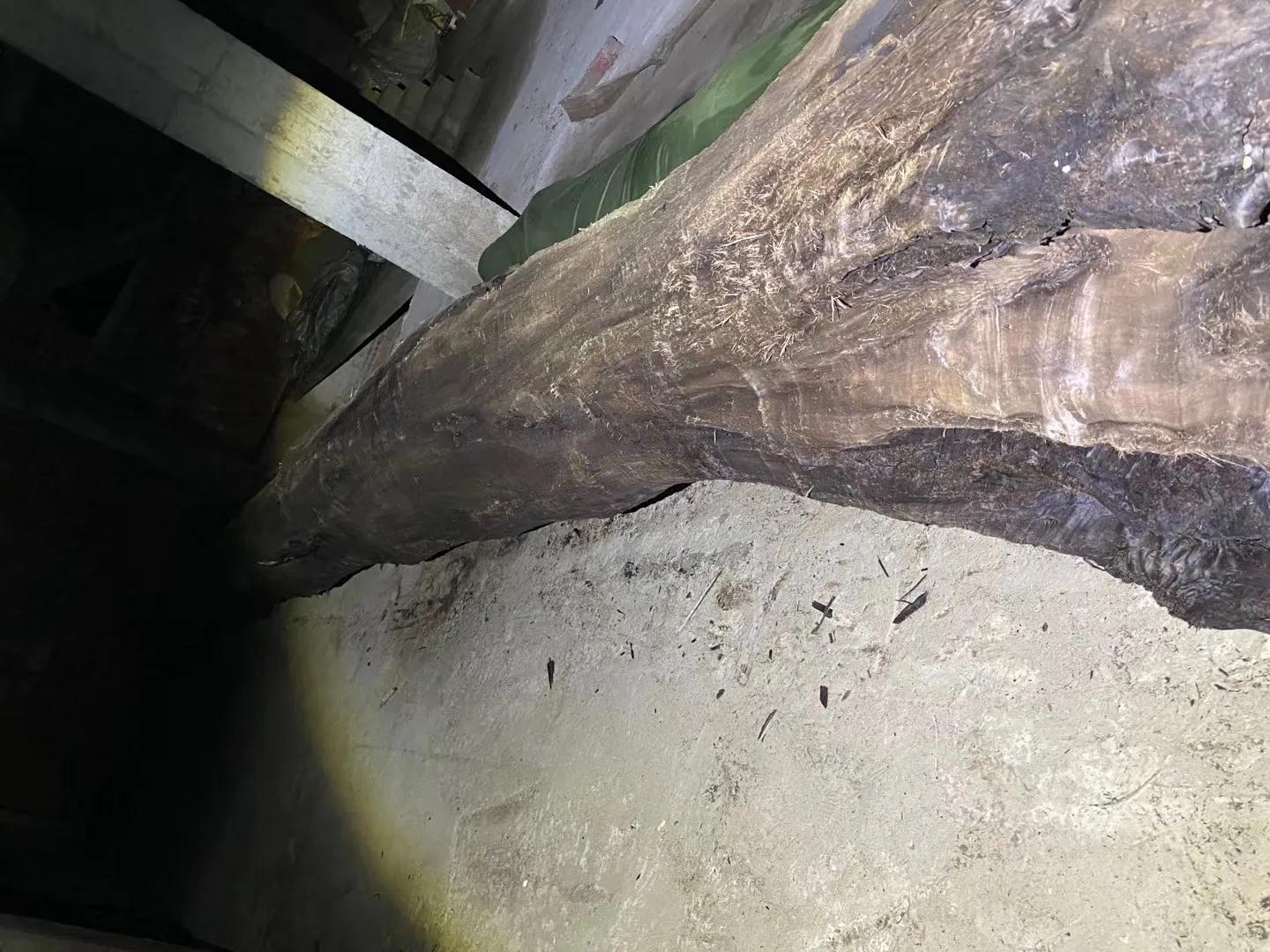 大叶金丝楠乌木跟小叶金丝楠乌木,金丝楠乌木和金丝楠小叶桢楠