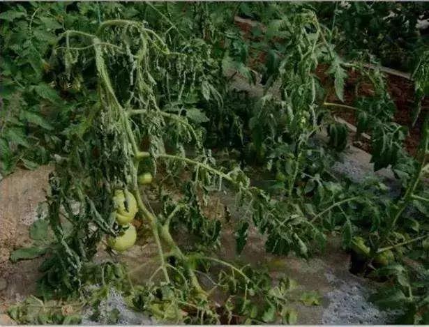 番茄青枯病萎蔫,青枯病和立枯病萎蔫的症状