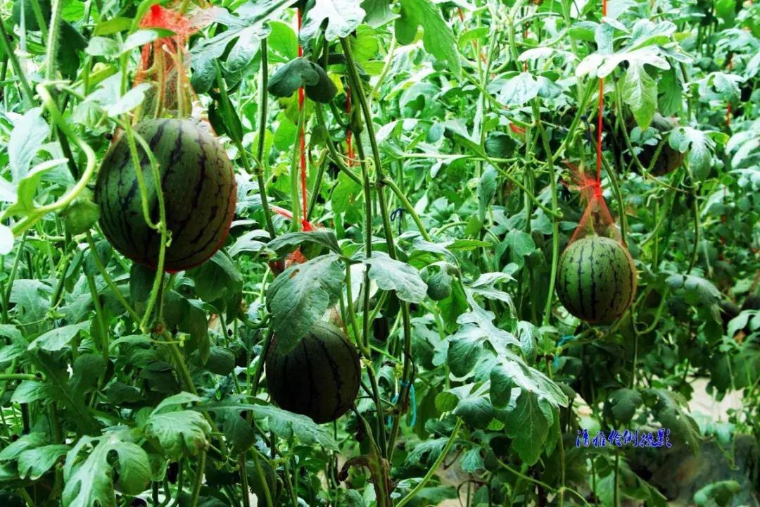 洛阳葡萄采摘最佳地点,最新洛阳附近可以采摘桃子的果园