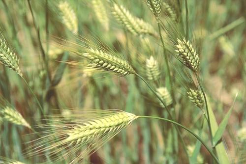 你把锋芒直插苍穹:高原“精灵”青稞的风采(原创)