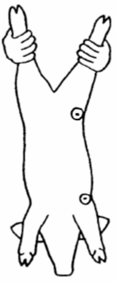 如何设计猪场免疫程序表?附免疫程序示范表,图文并茂干货满满