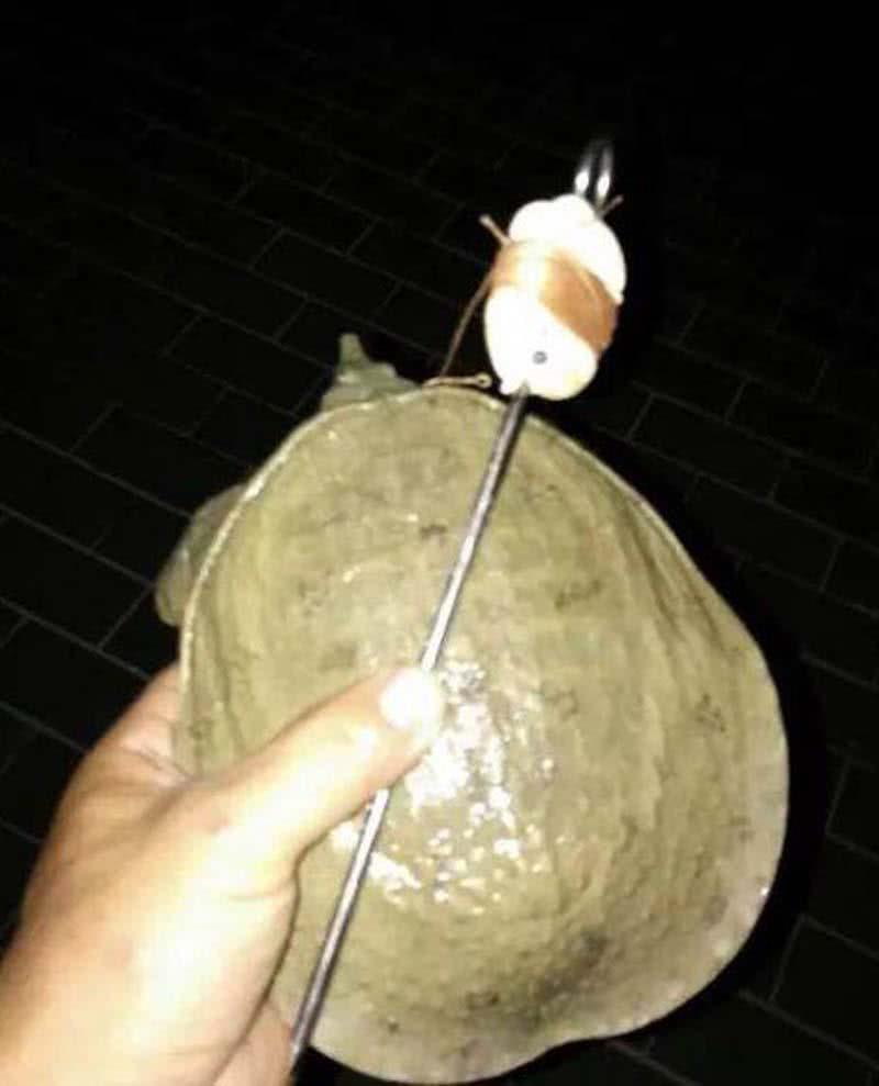 猪肝钓甲鱼真有那么神奇吗,猪肝钓甲鱼放在水里几个小时有效