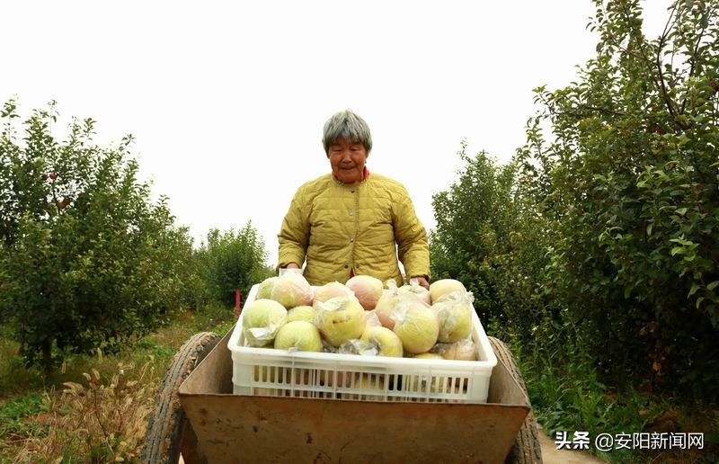 果园采摘新疆阿克苏糖心苹果,老家果园的苹果熟了欢迎来品尝