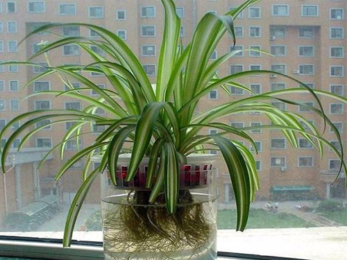 水培花卉叶发黄了怎么解决,刚种的水培花卉叶子发黄怎么办