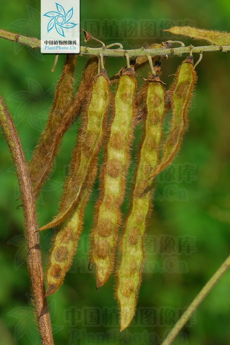 藁本神农本草经,神农本草经葛根原文