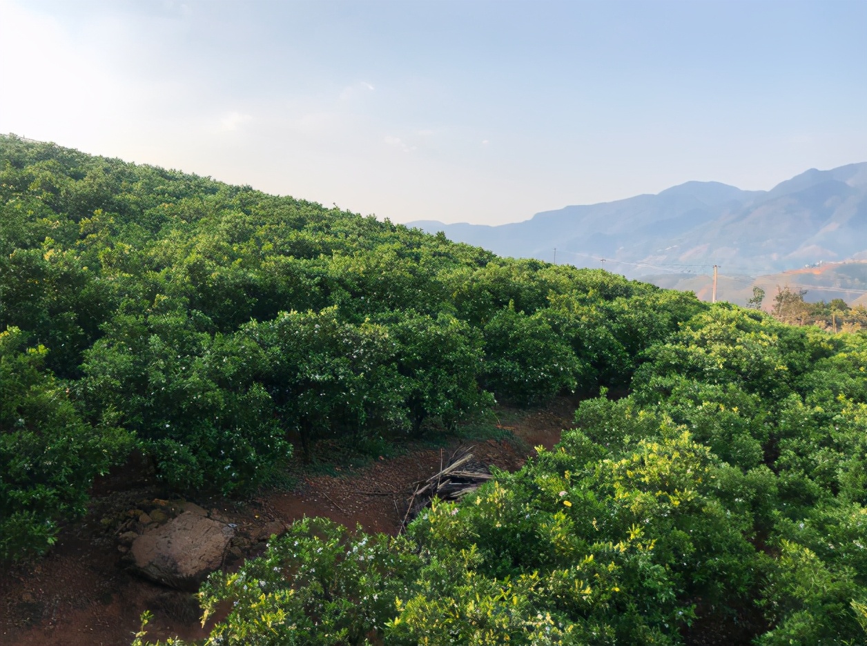 褚时健去世哪些人过来了,褚时健褚橙未来怎么样