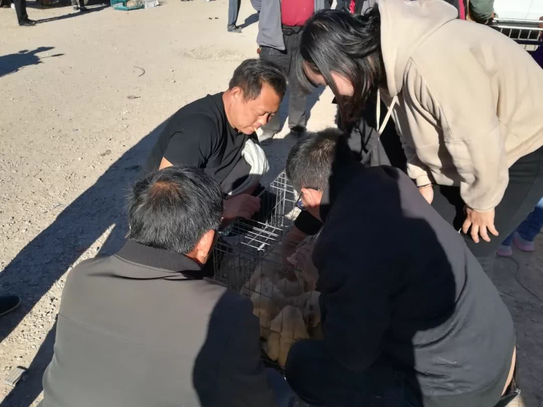 睢宁狗市拉布拉多幼犬多少钱一只,郑州狗市一只拉布拉多幼犬多少钱