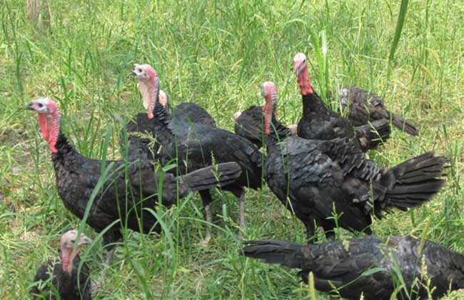 火鸡的养殖技术,火鸡养殖成本利润