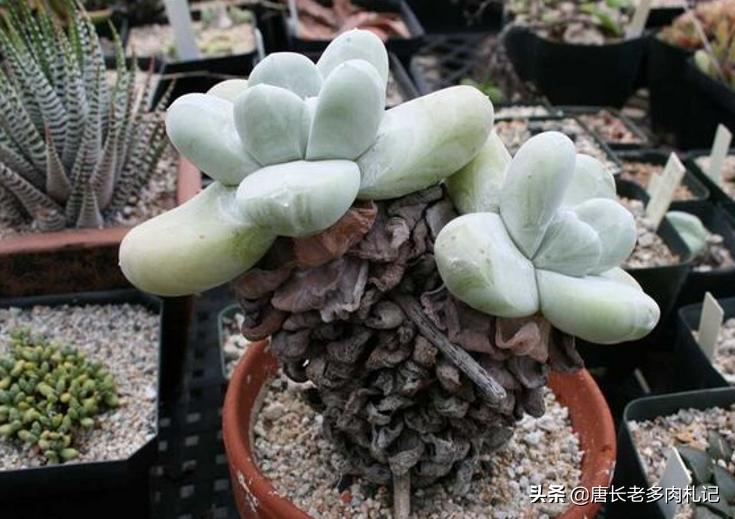 多肉嫩桩变老桩,高桩碧桃多肉老桩