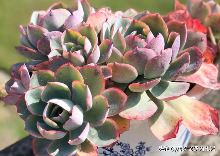 几款好看的厚叶型多肉,超大型多肉薄叶三仙广寒宫