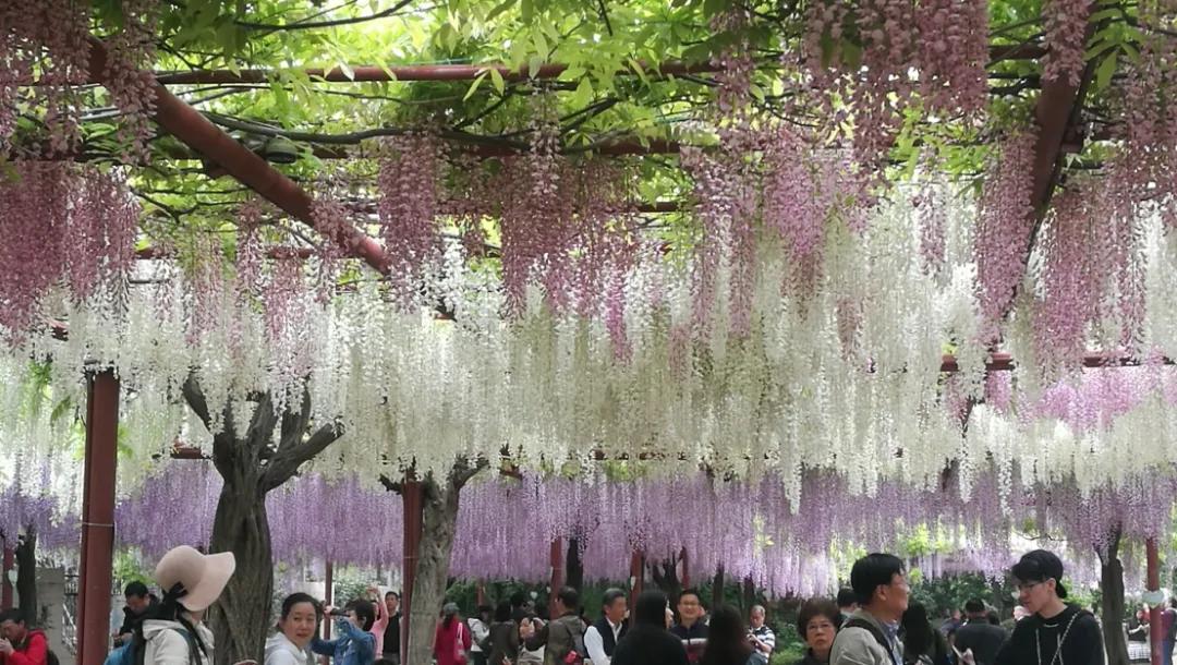 网红古树紫藤花,网红紫藤花