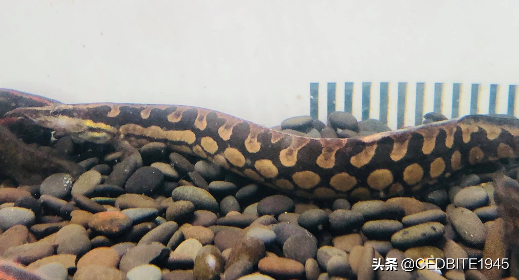 有趣的鱼——罕见的轮胎龙和常见的伪轮胎龙(大刺鳅)