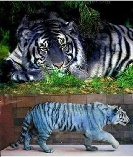 十大未知生物录像,地球十大巨型未知生物