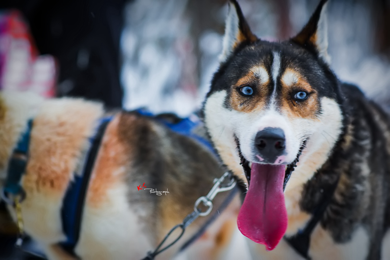果小姐的日常,果小姐的慢生活