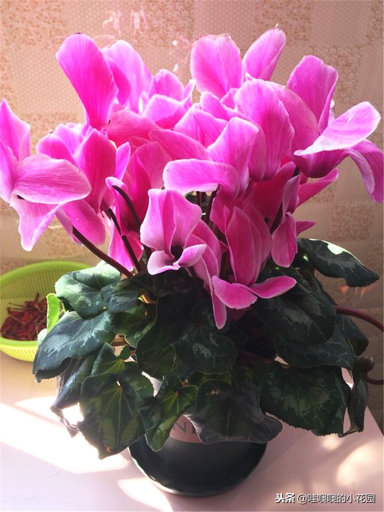 仙客来移盆倒伏的补救方法,仙客来花朵出现倒伏的原因