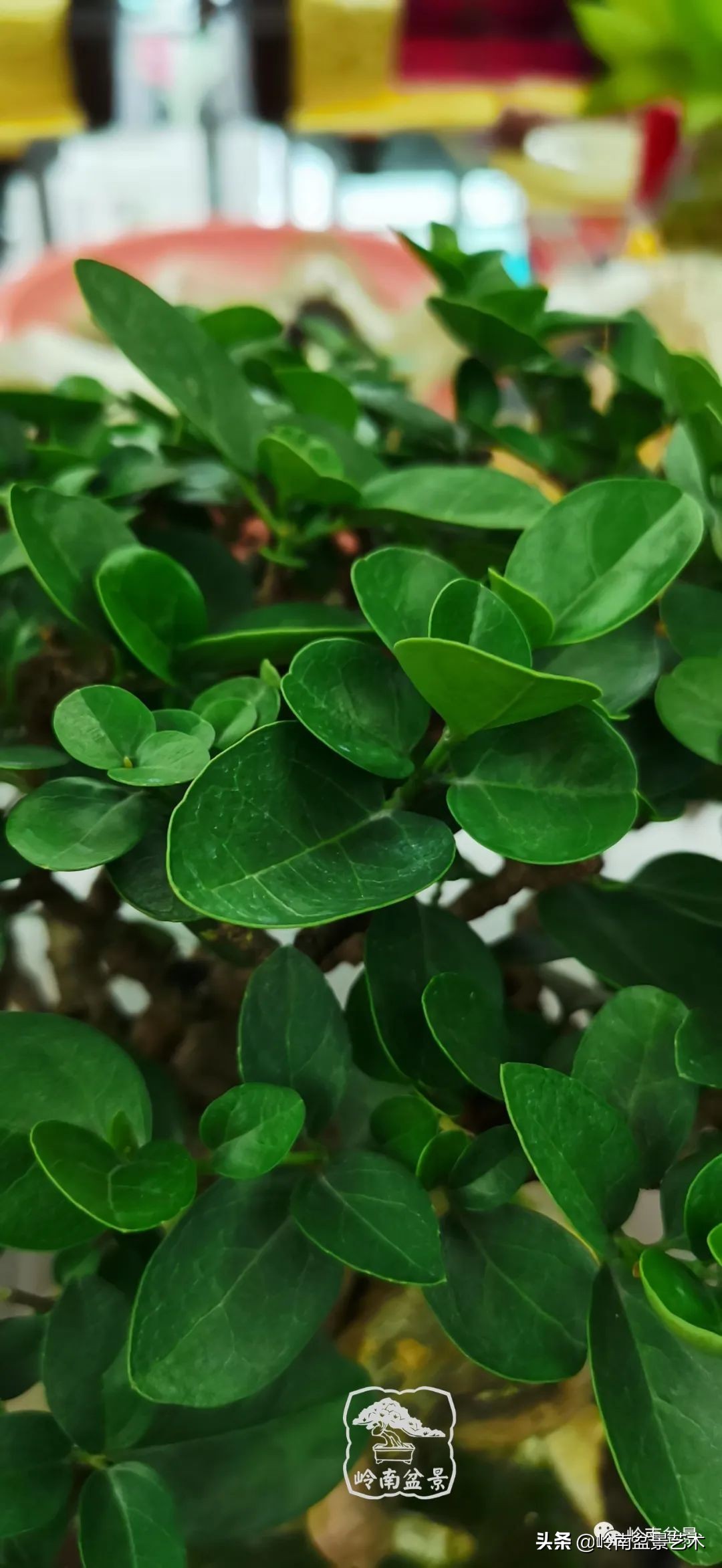 杂木盆景也毫不逊色,杂木盆景值钱吗