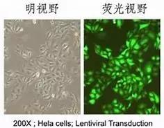 她拥有永生，靠此造福10亿人，死于癌症后，她的细胞带她重生！
