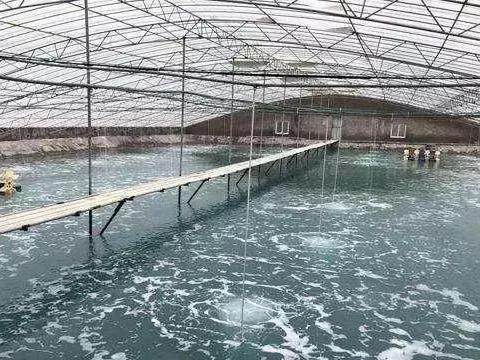池塘起泥皮的原因,养殖池淤泥怎么去除