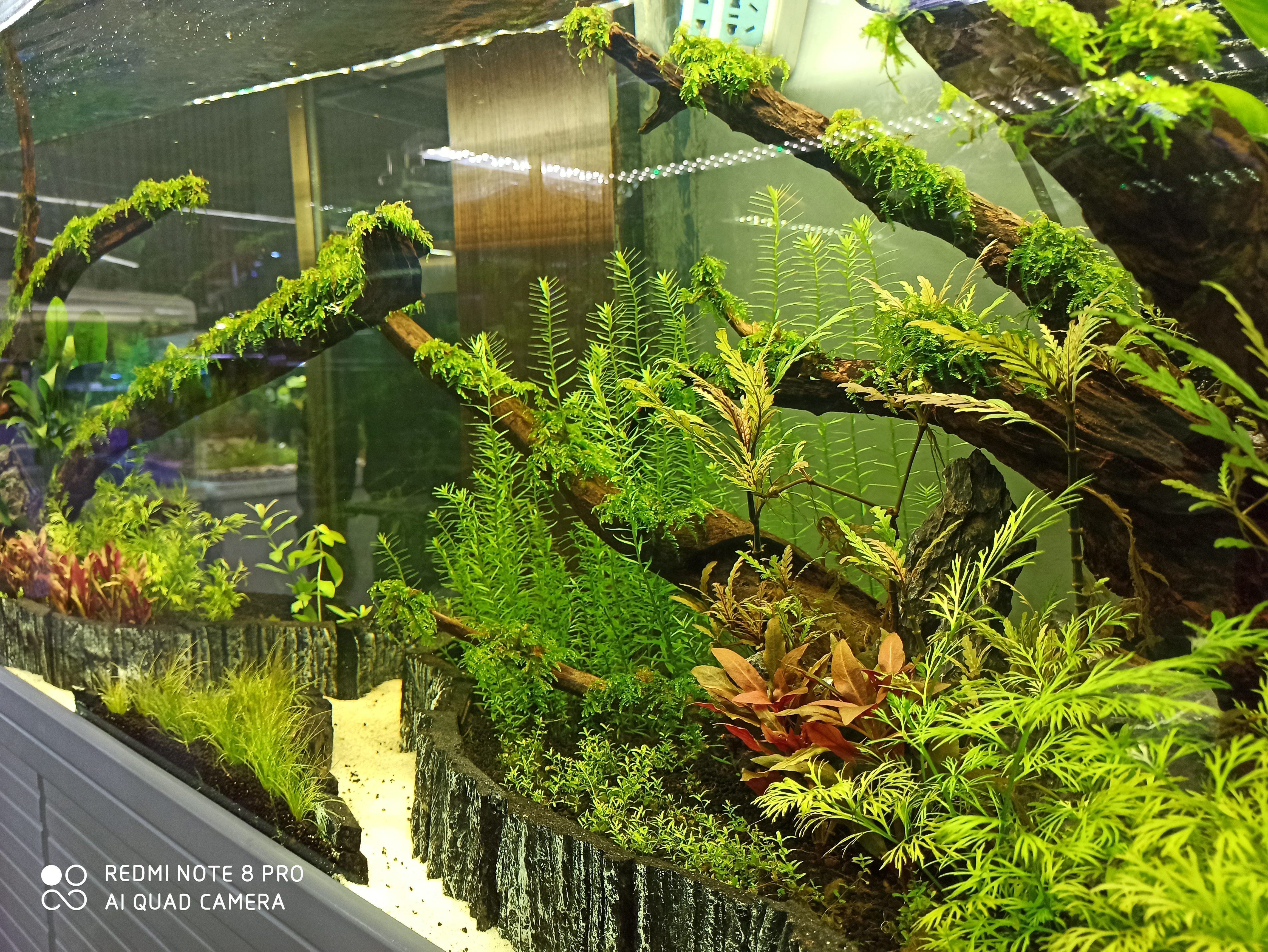 入坑草缸你准备好了吗,草缸入坑观赏鱼