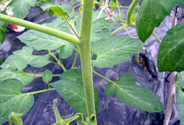 番茄的种植技术番茄有哪些虫害,番茄栽培技术番茄病虫害防治视频