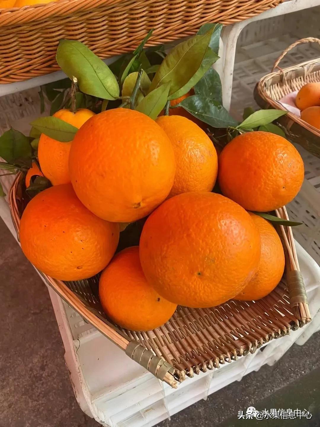 最好的橙子产地在哪里,中国橙子产地排名