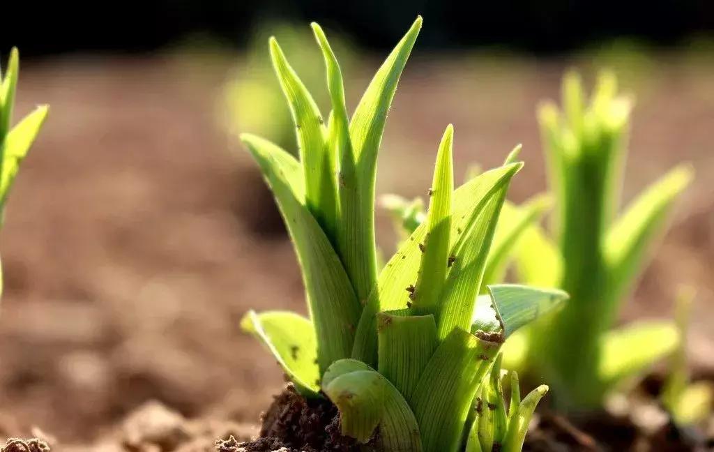 五论学习贯彻习*平近**总书记在纪念五四运动100周年大会上的重要讲话精神