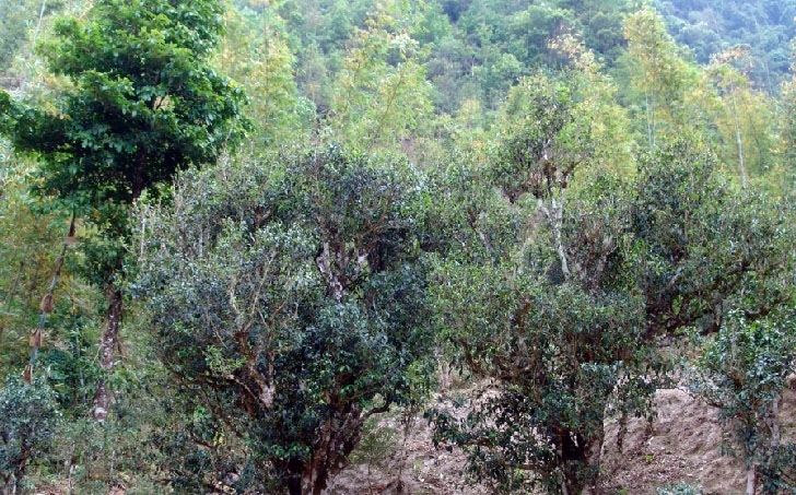 普洱茶产区茶山头分布图,普洱茶四大茶区口味