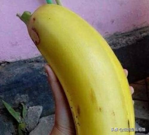 世界上最大芭蕉果的视频,世界上最大芭蕉多少斤重