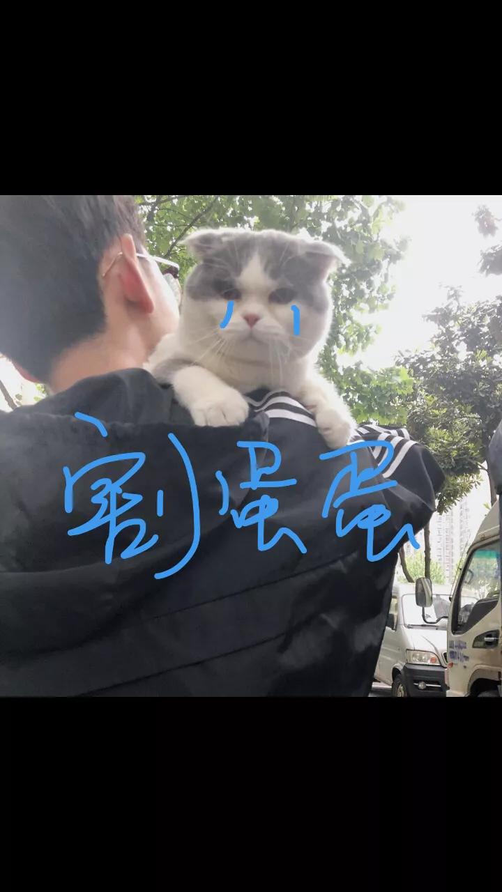 胖猫咪绝育后,猫咪做完绝育手术多久可以吃虾