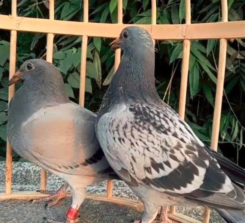 夏日炎炎防中暑正确的做法,闷热中暑怎么办