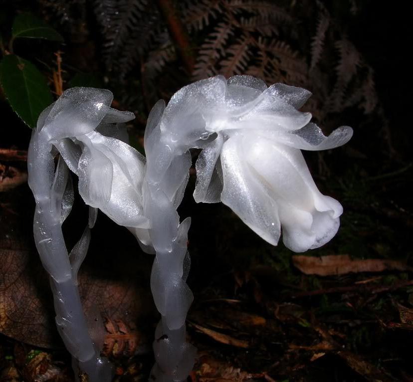 广西大明山发现新物种,广西惊现幽灵之花