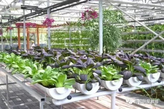 有机生态无土栽培原理与技术,无土栽培知识