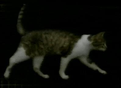 猫步怎么走八字步,猫步的基本动作图片