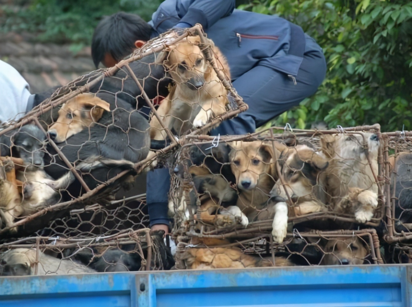 为什么狗有狂犬病人还要吃狗肉,狗有狂犬病人为什么还吃狗肉